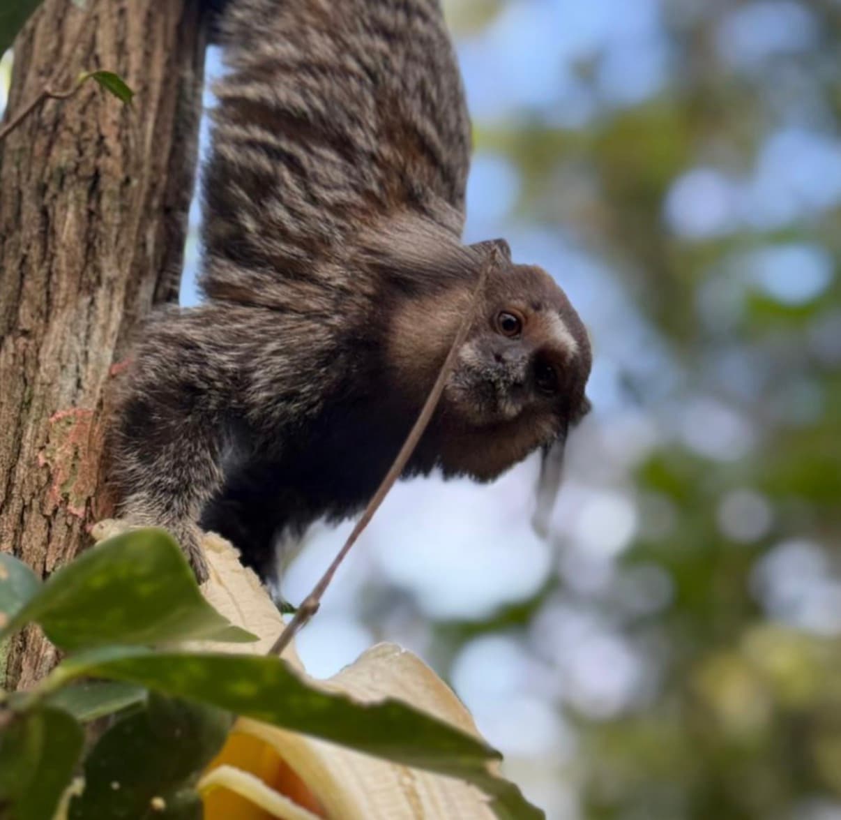 Morro Dois Irmãos Sunrise Hike + Breakfast