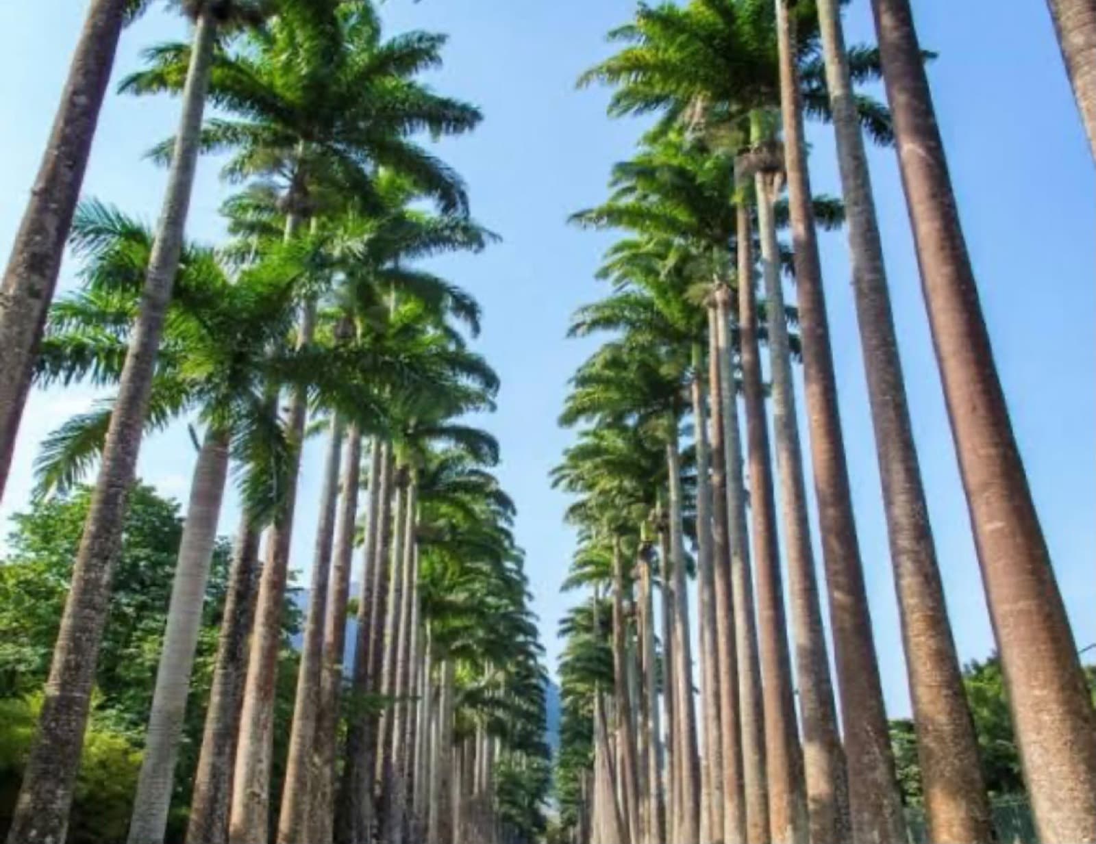 Sunrise in Rio's Nature Landmarks — 4